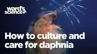 Caring and Culturing for Daphnia [upl. by Ainat]