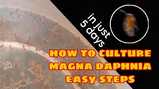 How to Culture Magna Daphnia Easily [upl. by Faludi]