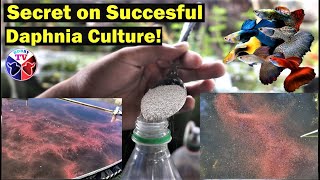 How to Culture Daphnia Successfully [upl. by Nyram]