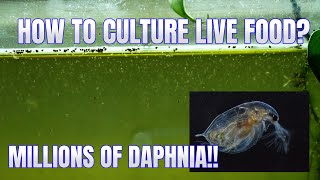 How to Culture Daphnia Secret Method to Breed MILLIONS  Simply Aquatic [upl. by Ahcropal]