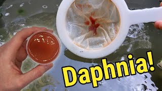 How I Culture Daphnia In Outdoor Tubs [upl. by Phip]