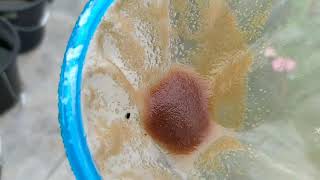 How to culture daphnia moina in a small container Part 1 English Subtitle [upl. by Isaak]