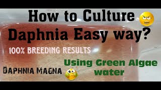 Daphnia MagnaHow to Culture Daphnia Easy wayCulturing Daphnia using Green water Daphnia [upl. by Ecikram]