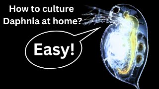 BEST Live Fish Food Beginner guide How to Culture Daphnia at home [upl. by Eus]