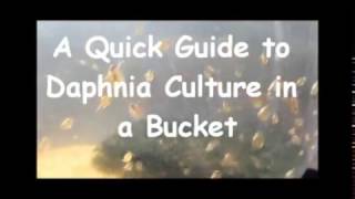 How to culture daphnia outside [upl. by Reuben]