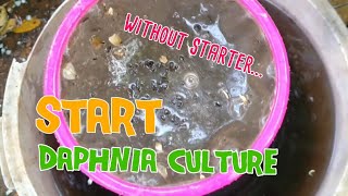 How to culture daphnia moina the easy way 1  Starting the Daphnia culture [upl. by Hgielah]