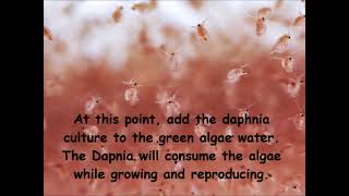 Daphnia  How to grow daphnia in your home [upl. by Rehoptsirhc456]