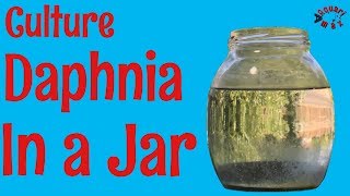 How to Culture Daphnia in a Jar [upl. by Pacificas]