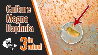 How to culture DAPHNIA MAGNA  The easy way [upl. by Cilegna]