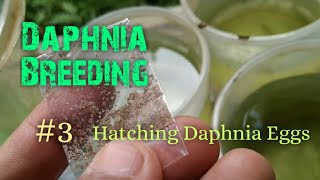 Daphnia Culture made simple and easy 3  Hatching Daphnia eggs [upl. by Zedekiah]