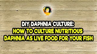 DIY Daphnia Culture How to Culture Nutritious Daphnia as Live Food for Your Fish [upl. by Egwan46]