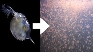 How I Culture Daphnia [upl. by Aitram]