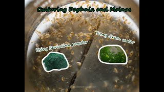 How To Culture Daphnia and Moinas using Green Water Spirulina powder [upl. by Bradway]