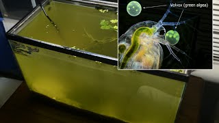 Raising Daphnia for the Freshwater Aquarium [upl. by Arehc]