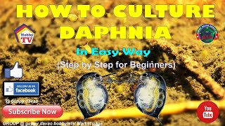 HOW TO CULTURE DAPHNIA In Easy Way [upl. by Yunfei197]